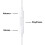 Apple Apple Lightning Earpods Original White Earbuds for iPhone 7/7 Plus 5