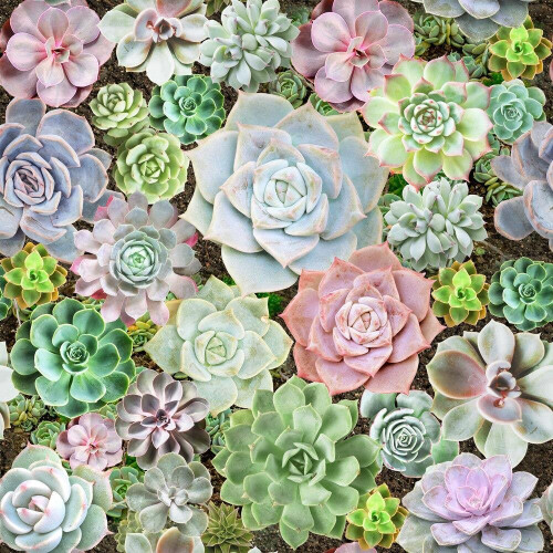 Arthouse Arthouse Succulent Living Wall Multicoloured Wallpaper Flowers