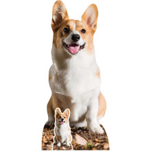 Corgi Dog Sitting Lifesize Cardboard Cutout / Standee / Stand up
