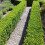 Gardeners Dream 5 X BUXUS SEMPERVIRENS COMMON BOX BUSHY EVERGREEN HEDGING PLANT IN POT 4
