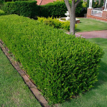 5 X BUXUS SEMPERVIRENS COMMON BOX BUSHY EVERGREEN HEDGING PLANT IN POT