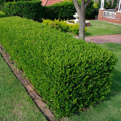 Gardeners Dream 5 X BUXUS SEMPERVIRENS COMMON BOX BUSHY EVERGREEN HEDGING PLANT IN POT