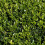 Gardeners Dream 5 X BUXUS SEMPERVIRENS COMMON BOX BUSHY EVERGREEN HEDGING PLANT IN POT 3