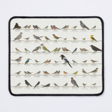 Mouse Pad European Songbird or Garden Bird Identification ID Chart 11.8 x 9.8 inch Computer Mat Gaming Office Mousepad
