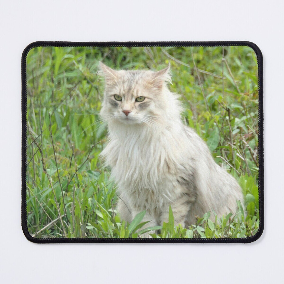 Mouse Pad Stray Cat 11.8 X 9.8 Inch Computer Mat Gaming Office Mousepad 7802738167276