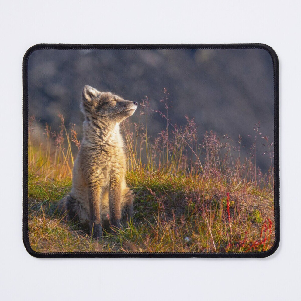 Mouse Pad An Arctic Fox Sunbathing 11.8 X 9.8 Inch Computer Mat Gaming Office Mousepad 7802738184372
