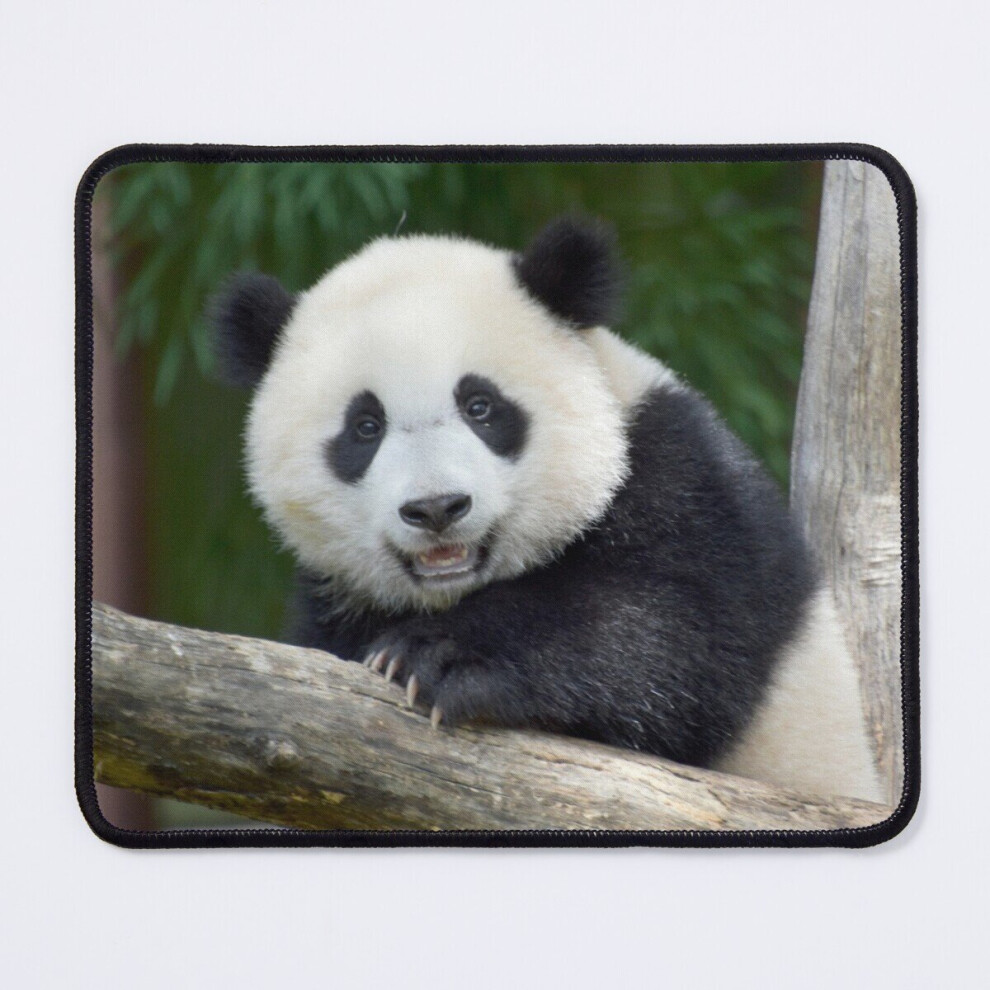 Mouse Pad Baby Panda Xiao Qi Ji At The National Zoo 11.8 X 9.8 Inch Computer Mat Gaming Office Mousepad 7802738138887