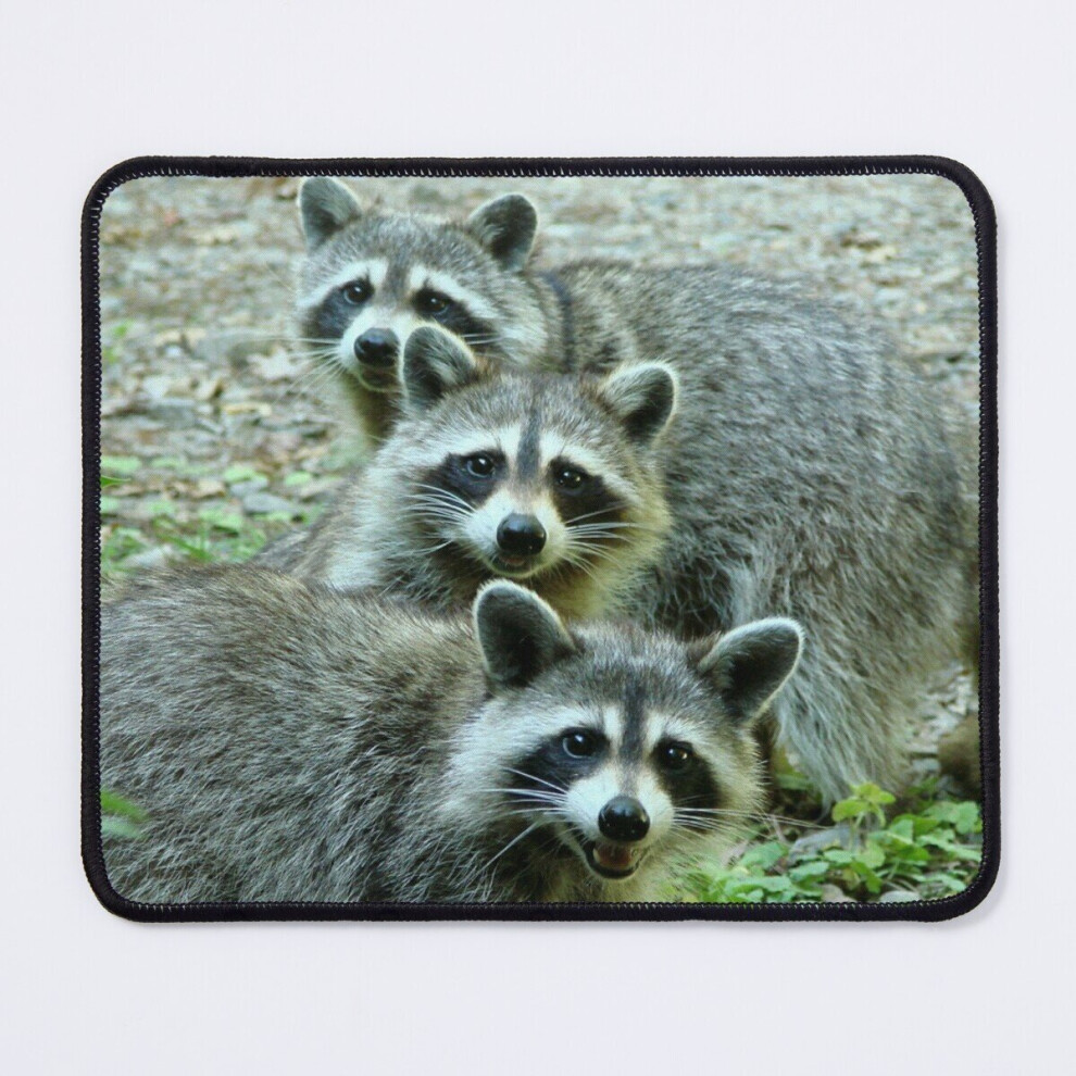 Mouse Pad Three Raccoon 11.8 X 9.8 Inch Computer Mat Gaming Office Mousepad 7802738130973