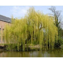 Salix Chrysocoma Weeping Willow Tree 4-5ft Supplied in a 3 Litre Pot