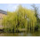 Salix Chrysocoma Weeping Willow Tree 4-5ft Supplied in a 3 Litre Pot 1