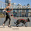 EzyDog Road Runner Lead (Red) 25 Inches 5