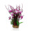 Aqua One Purple Villarsia/Hygrophila Medium 1