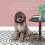 Happy Cockapoo Little Dog Laughed Greeting Card Blank Inside Any Occasion 1