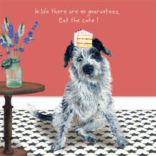 Border Collie Eat Cake Little Dog Laughed Greeting Card Blank Inside Any Occasion