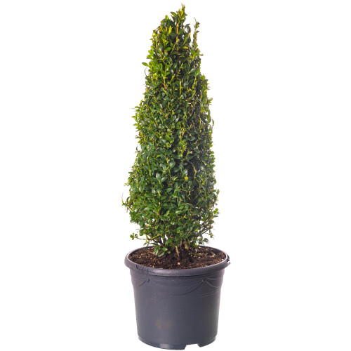 Buxus Pyramid - Boxwood Plant | Evergreen Shaped Topiary Outdoor Garden ...