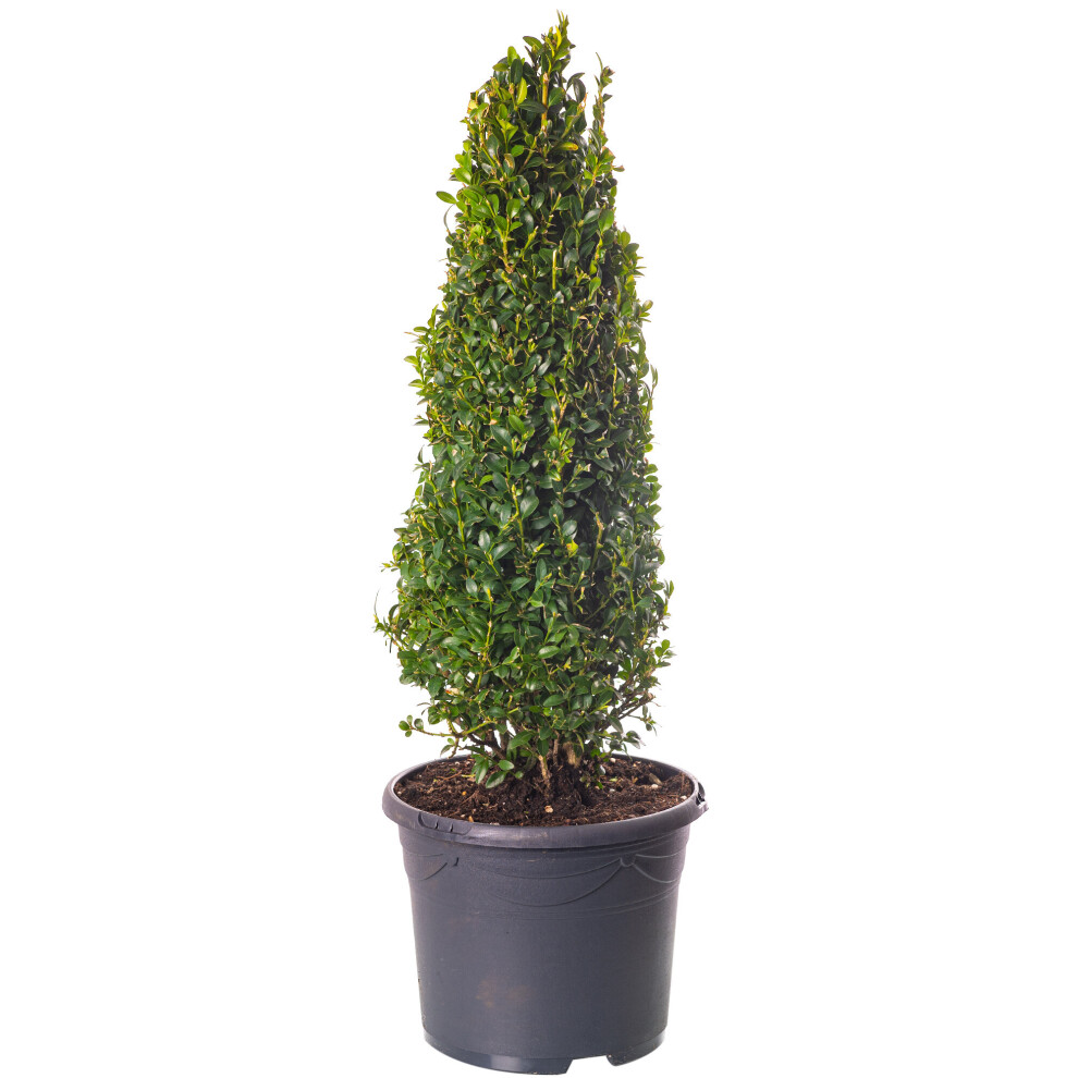 Buxus Pyramid - Boxwood Plant | Evergreen Shaped Topiary Outdoor Garden Shrub