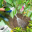 Miracle-Gro Performance Organics All Purpose PEAT FREE Compost, 40L 7