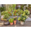 Gardena Micro-Drip-System Inline Drip Head 2 l/h: Drip head for the automatic irrigation system, for plants with similar water requirements, simple 5