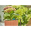 Gardena Micro-Drip-System Adjustable Endline Drip Head 0-15 l/h: End adapter for drip irrigation, for watering plants with different water requirements, 10 4