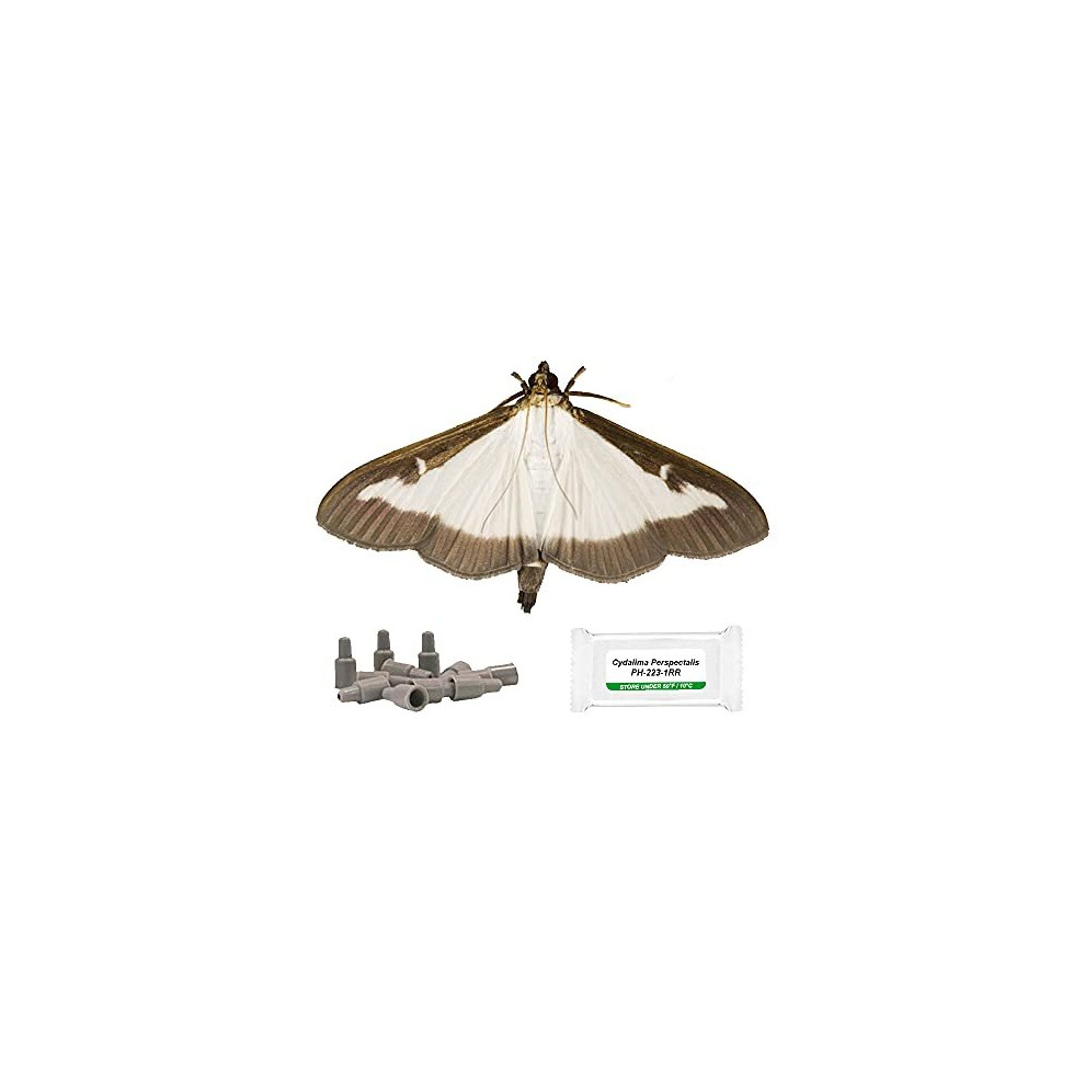 Box Tree Moth Refill Pheromone Lure - Pack of 3