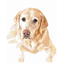 Kids' Painting by Numbers Labrador DIY Craft Kits - 16 x 20 Inch Acrylic Oil Painting On Canvas- Painting Set for Adults Beginner(Without Frame)