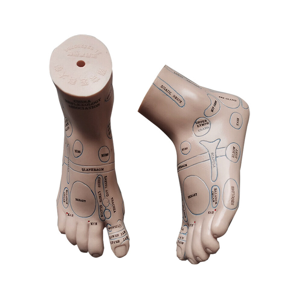Dechoicelife 20Cm Foot Reflex Zone Massage Model, Not Acupuncture Model, English Code Tcm Feet Reflexology, 2Pcs = 1 Pair Free