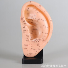 (a-English Version 22cm) 17cm Foot acupuncture model set foot acupuncture needle acupoint model foot acupuncture point model 2 pieces