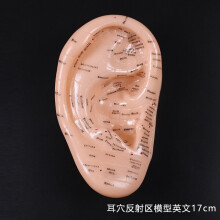 (a-English Version 17cm) 17cm Foot acupuncture model set foot acupuncture needle acupoint model foot acupuncture point model 2 pieces