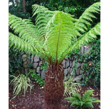 Large Dicksonia Antarctica Hardy Tree Fern 30cm Log Garden Outdoor