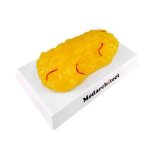 Authentic Human Body Fat Replica with Red Veins - 1 lb, Keep Fit & Weight Loss Motivation & Reminder, Human Fatty Tissue Demonstration Model for