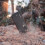 Ulefone Ulefone Armor 11 5G Rugged Mobile Phone 6.1" Android 10 8GB +256GB 12