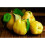 Alises- Dulce de Membrillo - Spanish Quince Paste 400g 3