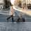 Casart Double Seat Baby Stroller w/ 2 Seats Adjustable Backrest& Safety Belts 4