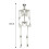 (  160cm) Full Size Halloween Skeleton Haunted House Poseable Human Skeleton Prop Decors 1