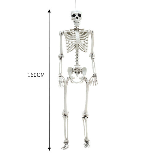 (  160cm) Full Size Halloween Skeleton Haunted House Poseable Human Skeleton Prop Decors