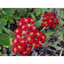 6 Achillea Millefolium 'Rubra Red' Medium Plug Plants -Hardy Perennial