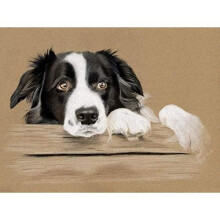 DIY Digital Oil Painting by Numbers Kit Border Collie Dog Paint by Numbers for Adults Children Canvas Birthday Wedding Gift Decorations