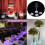 LED Coaster,12 Pack Coasters,LED Bottle Lights,LED Sticker Coaster Discs for Flash Cup 3