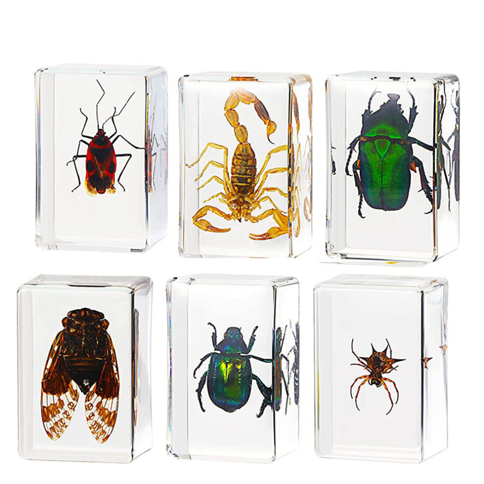 6-Pack Insect Resin Specimen Cicada Collection Paperweight Resin Specimen Different Insect Specimens