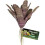 Zoo Med chestnut BROMELIAD 1