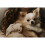 ((24") 61cm x 27m) Ilford Galerie Prestige Smooth Pearl Inkjet Photo Paper Rolls 310GSM 6
