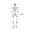 (  170cm) Giant Full Life Size Human Skeleton Model Horror Bone Posable Halloween 1