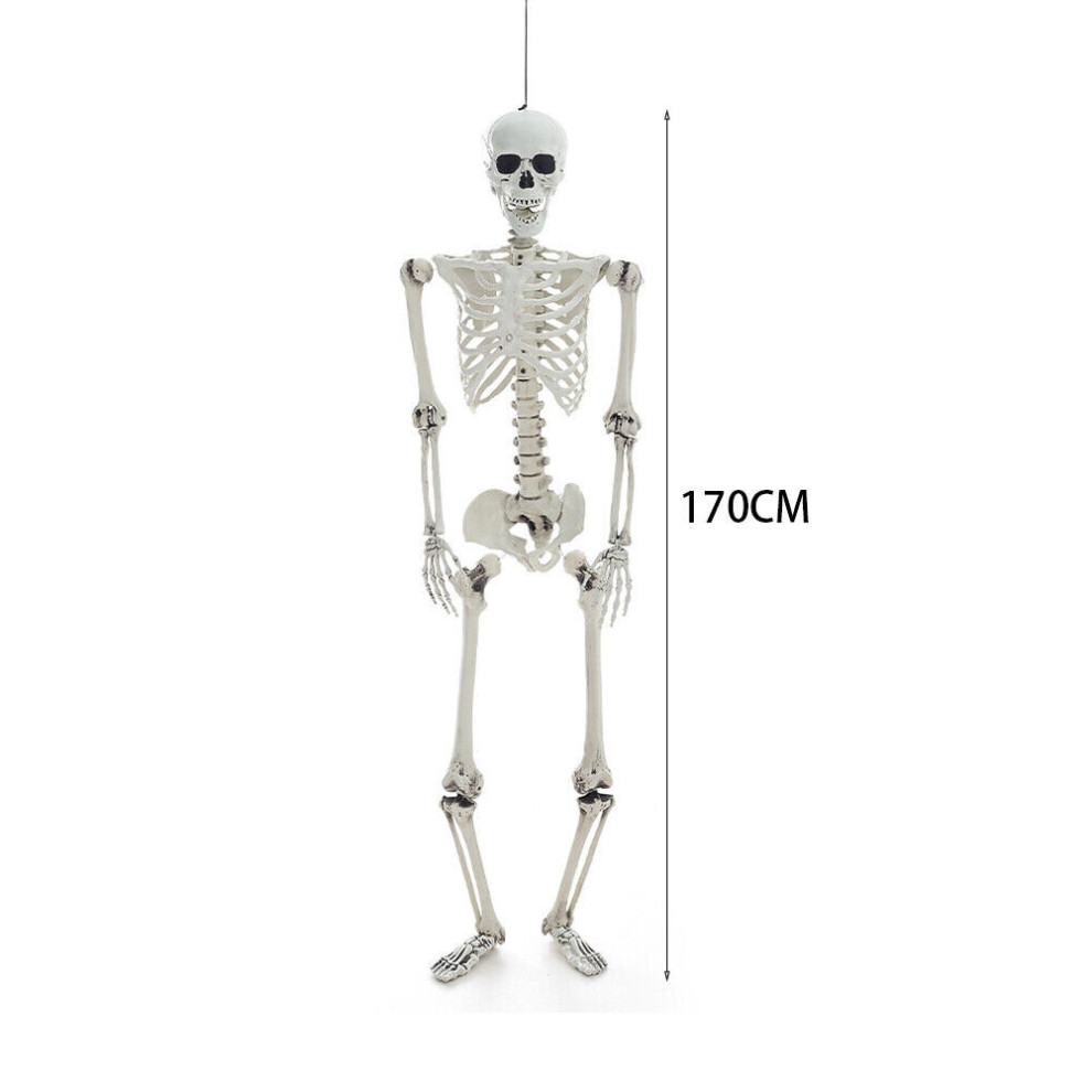 (  170cm) Giant Full Life Size Human Skeleton Model Horror Bone Posable Halloween