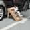 Foldable Stairs for Pets Portable Steps Collapsible Lightweight Ladder 2