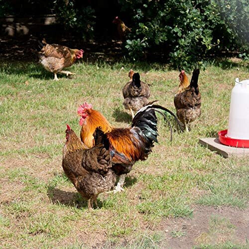 Extra Select Complete Layers Pellets Poultry Feed, 20 kg 2
