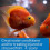 API Stress Coat Aquarium Water Conditioner, Fish , 473 ml Bottle 5