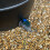 Selections Rain Barrel Garden Water Butt with Tap & Lid (170 Litre) 3