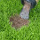 Miracle-Gro Miracle-Gro Patch Magic Dog Spot Repair 1293 g 6