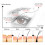 iBeaLee Eyelash Growth Serum Longer Lashes 20ml 10