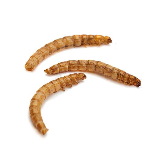 Premium Dried Mealworms, 10 Litre Bucket 2